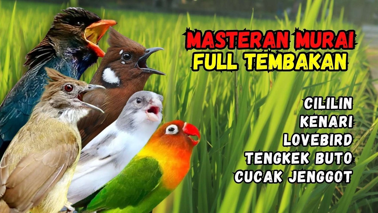 Masteran Tembakan Cililin, Kenari, Lovebird, Cucak Jenggot dan Tengkek Buto