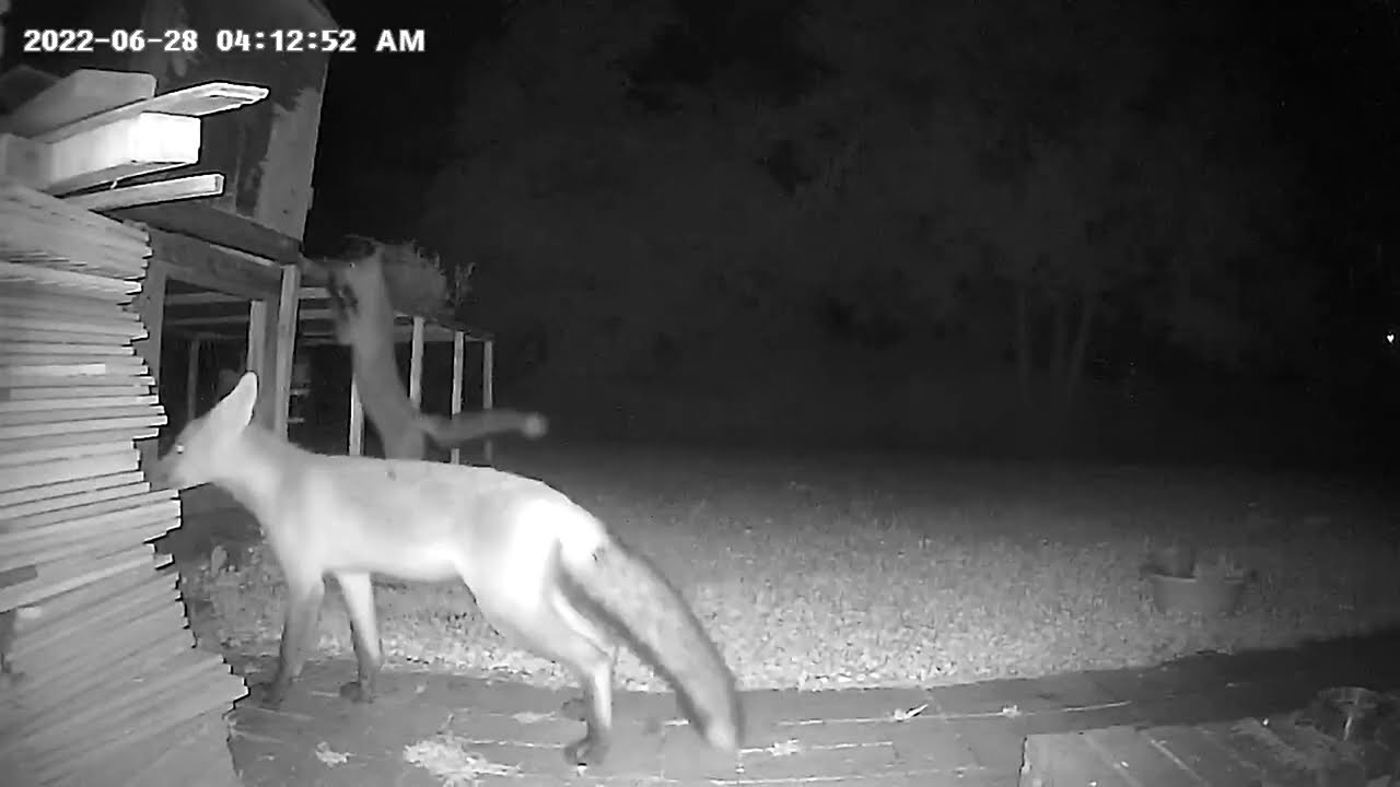 [Video surveillance] Foxes hunting chicken at night