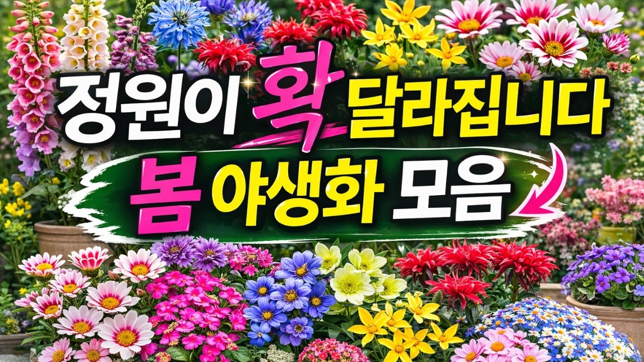 3/11 봄 정원 필수 야생화 모음 ㅣ지금 심으면 정원이 확! 달라집니다 ㅣ겹꽃매발톱들 ㅣ겹꽃뱀무 ㅣ다양하게 입고