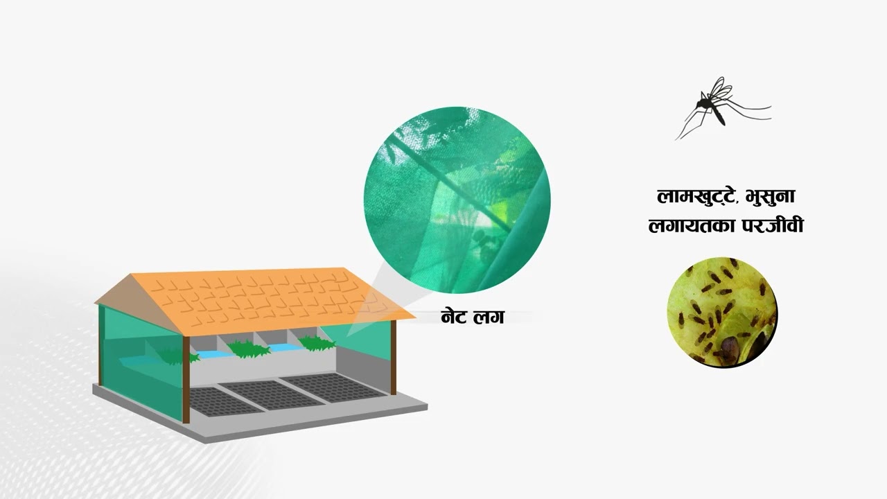 गाई गोठ र जैविक सुरक्षा