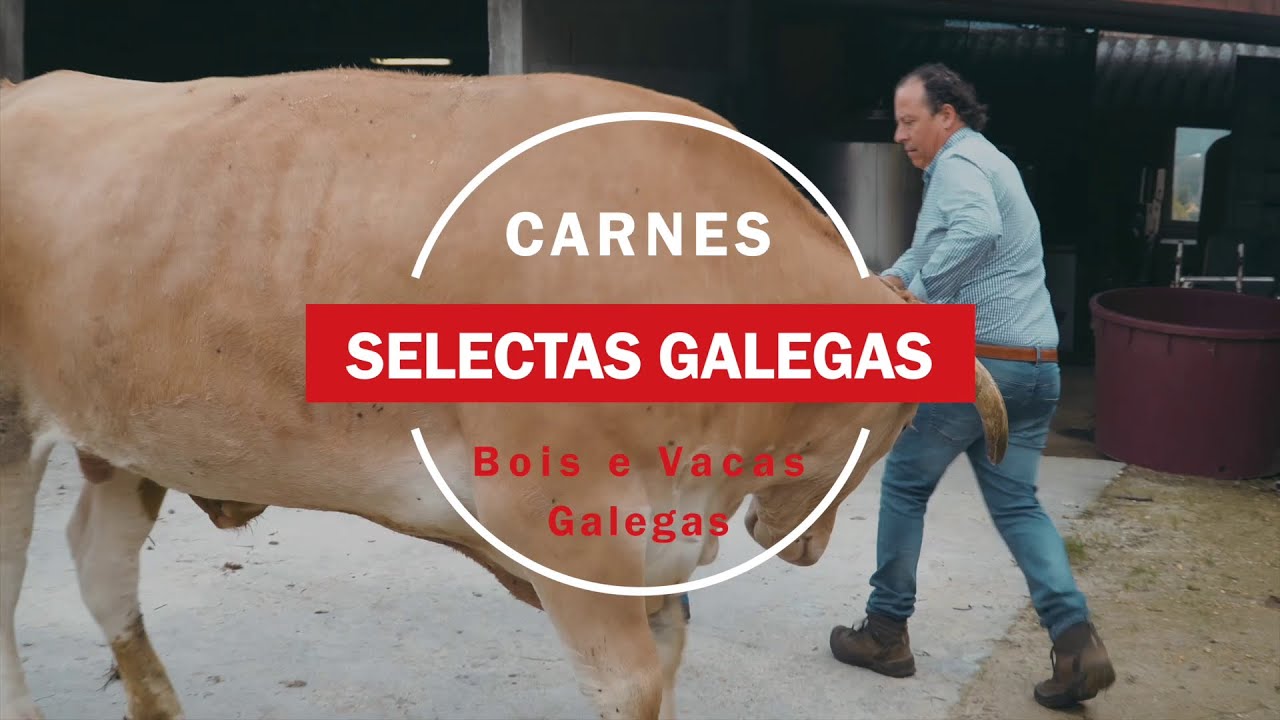CSG | ASÍ SON NUESTROS BUEYES