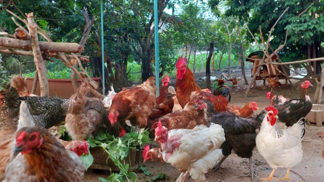 🔴Poderosos ALIMENTOS para GALLINAS SANAS Y pongan mucho HUEVO  ✅️ Esto deben  comer!!