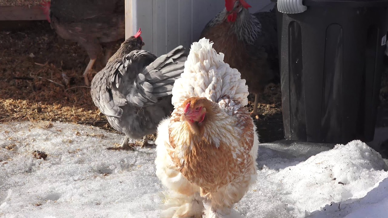 Høner i påskesol 2018 - Hens in Easter sun