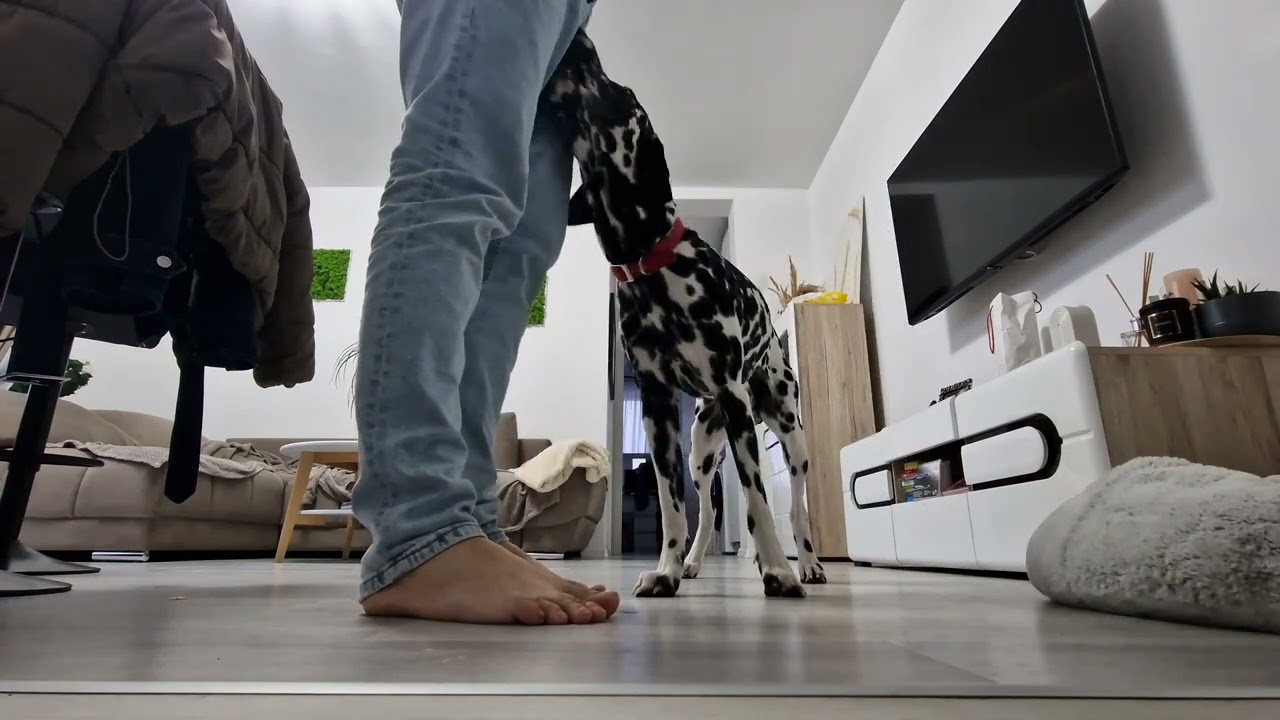 What is it like to play with a Dalmatian? 