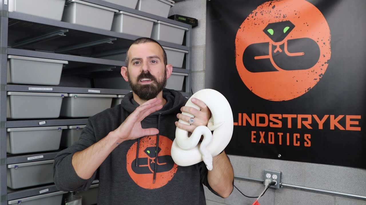 BALL PYTHON SPOTLIGHT - SNOW WHITE SNAKE - SPECIAL/LESSER/GHI