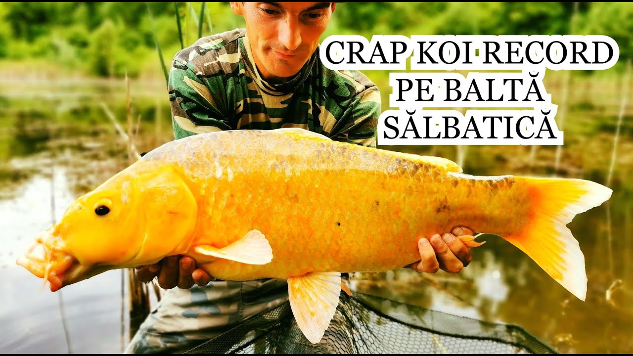 Pescuit la CRAP URIAȘ KOI PE BALTĂ SĂLBATICĂ ÎN ROMÂNIA cu Tone de Iarbă și AGĂȚĂTURI