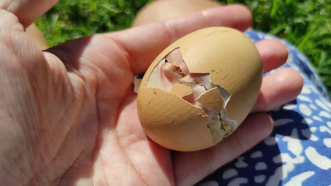 Chick hatching in my hand