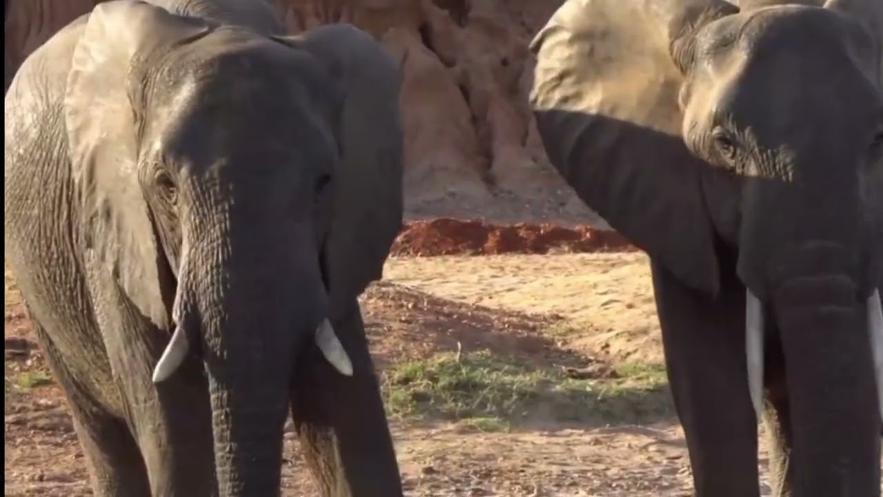 Beautiful elephants#elephantlovers#elephantvideo 