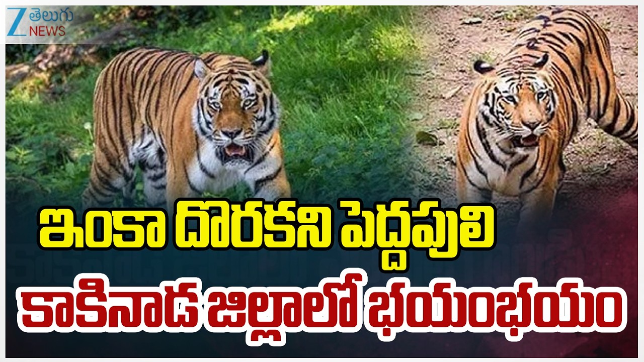 Tiger Tension in Kakinada | AP | ఇంకా దొరకని పెద్దపులి కాకినాడ జిల్లాలో భయం భయం | ZEE Telugu News