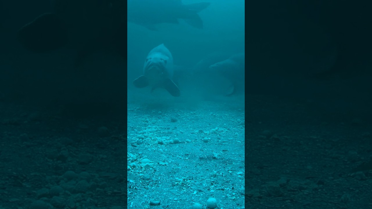 🤿 Dit leerde Daniel door de Underwater opnames! 