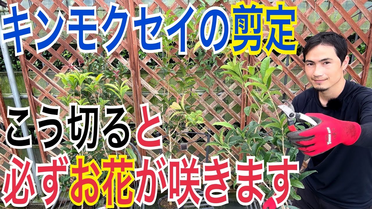【キンモクセイ】高さを下げて花数を増やす方法をポイント解説します！【剪定】【植え替え】【ガーデニング】