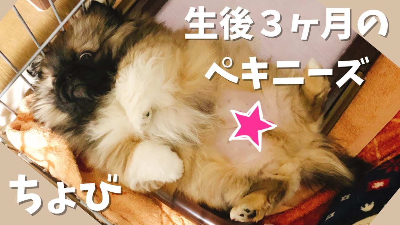【ペキニーズの子犬をお迎えした日】とにかくかわいい！モフモフでコロコロの子犬と出会ったよ！／ペキニーズ／生後３ヶ月／うちのこ記念日／犬と暮らす