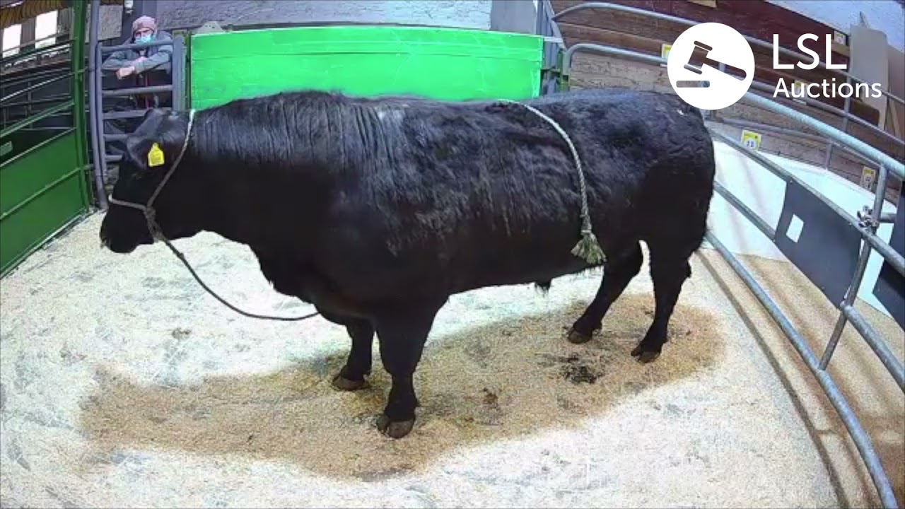 LSL Auctions - Angus Bull had big interest at Tipperary Mart, pedigree in Lot 23 - LSLAuctions.com