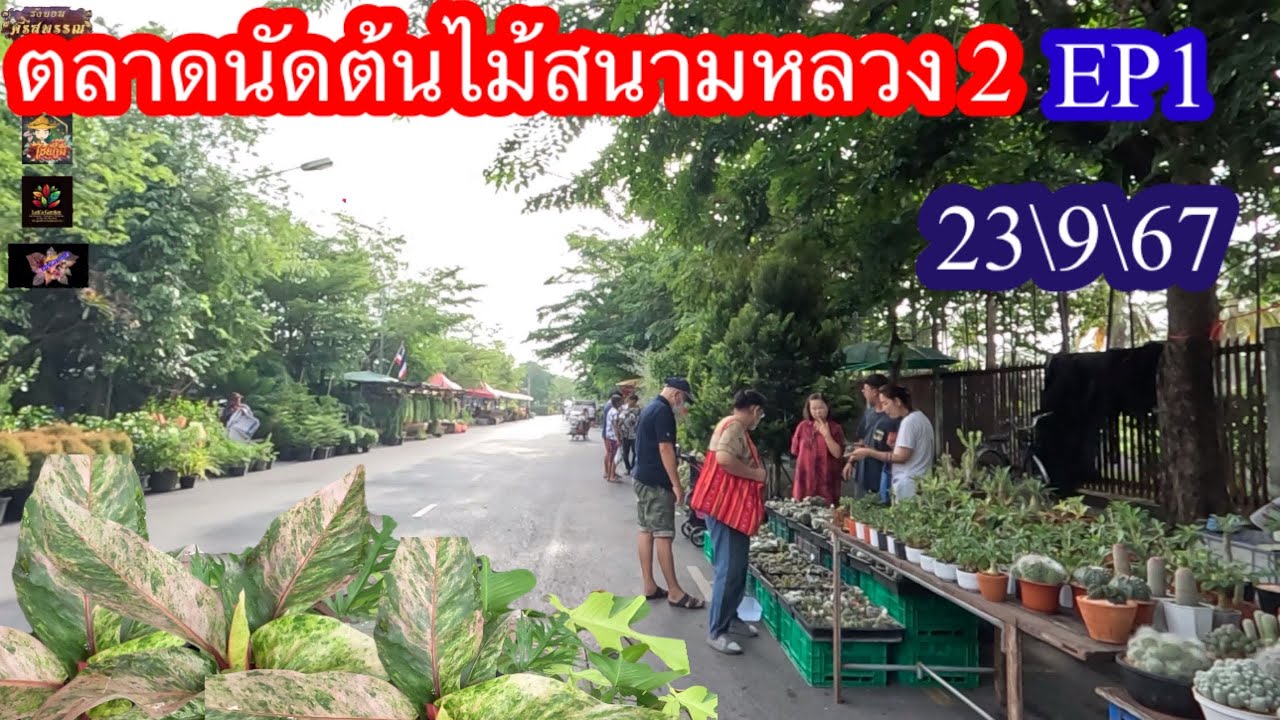 ตลาดนัดต้นไม้ สนามหลวง 2 เดือน ก.ย 67￼