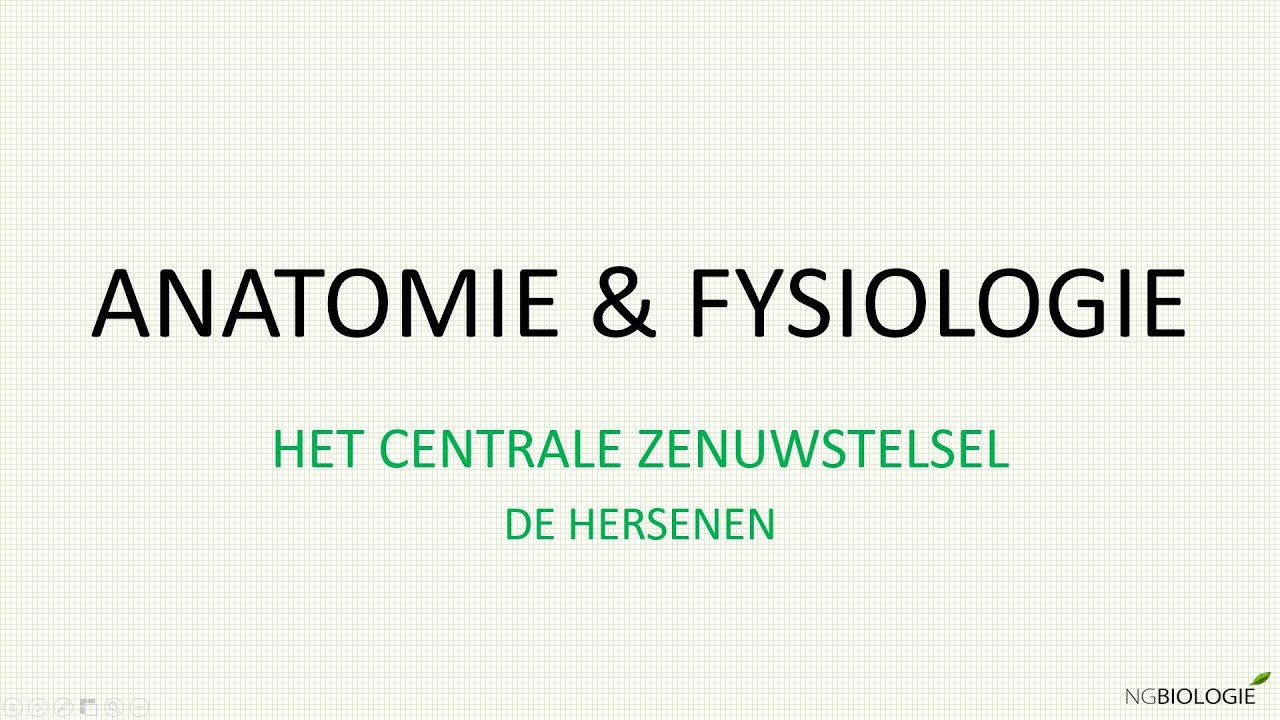 Het centrale zenuwstelsel - de hersenen