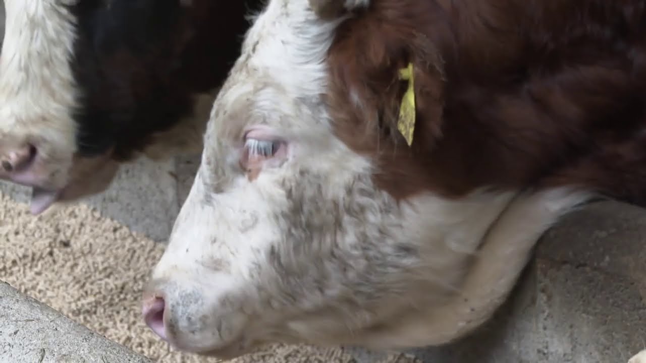 AGROSAZNANJE - Proizvodnja bijelog mrsa