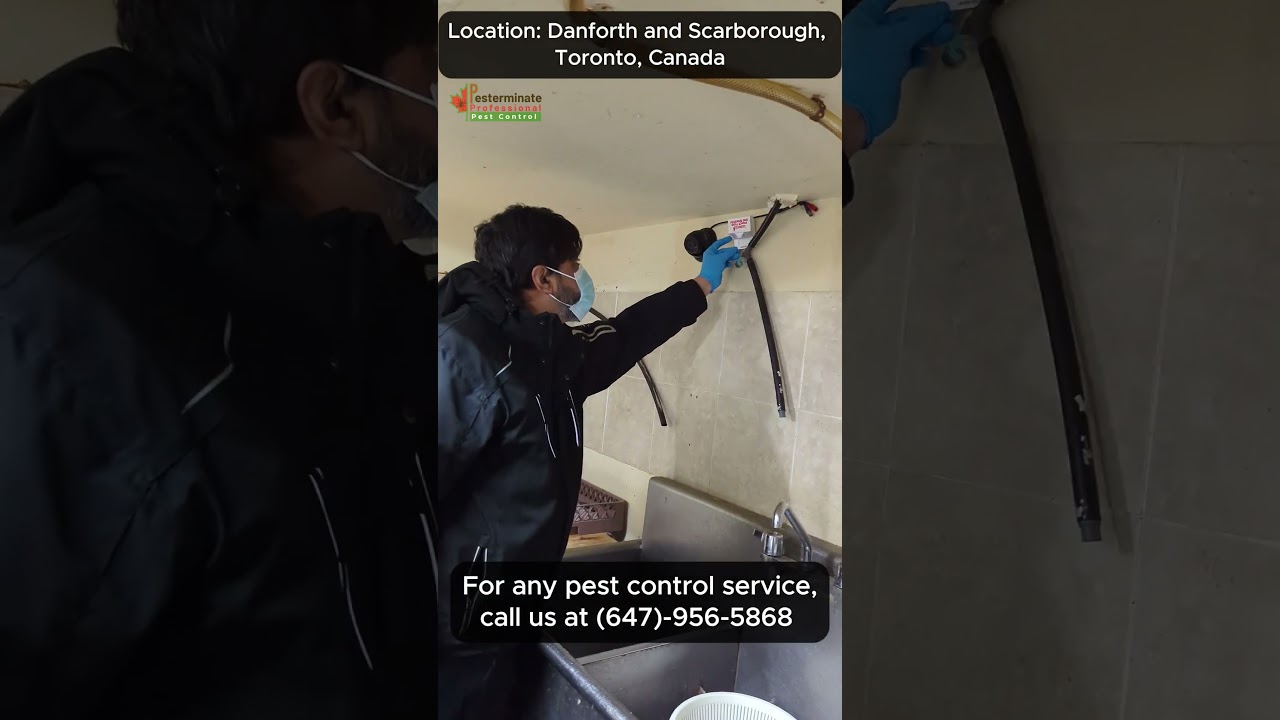 Best Pest Control Service in Danforth and Scarborough, Toronto