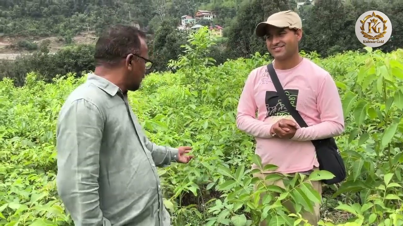 From Chennai to Kishtwar: Unveiling the S-001 Walnut with Sashtha Arumugam