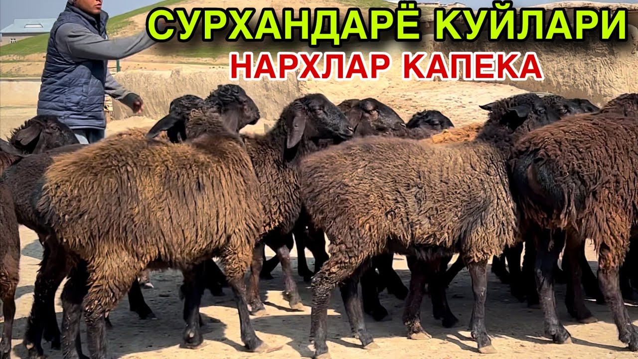 КУЙЛАР КЕЛДИ! ☎️+998 33 747 3382
