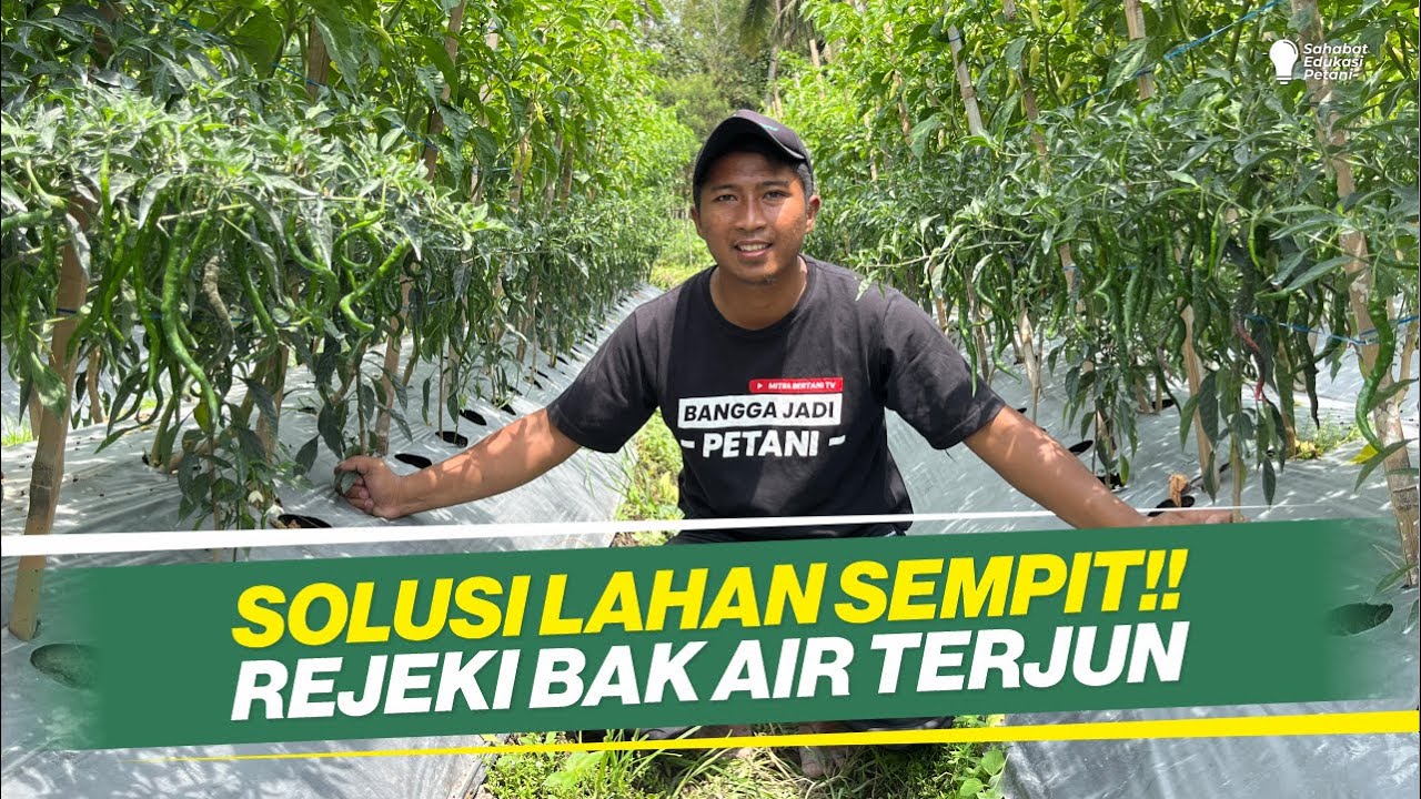 KUPAS KELEBIHAN & KEKURANGAN TUMPANGSARI‼ BUDIDAYA CABAI RAWIT & KERITING‼