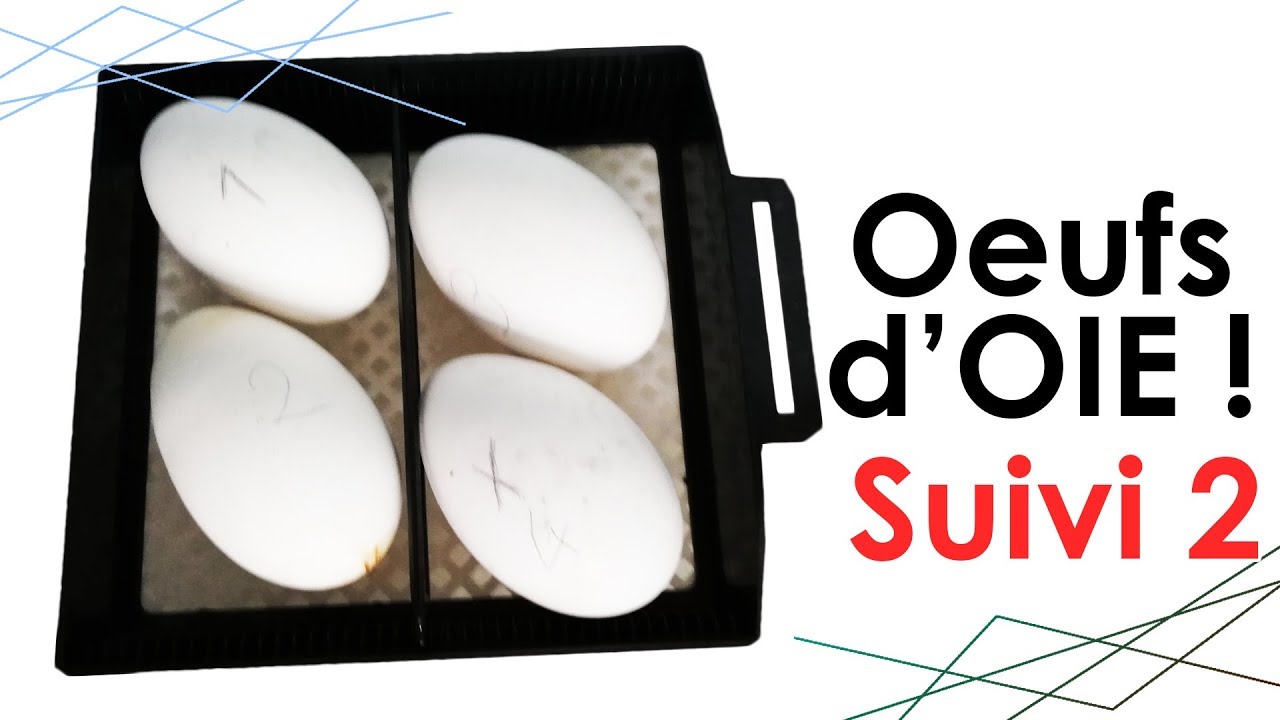 Oeufs d'OIE : suivi n°2 - INCUBATION ARTIFICIELLE à 15 jours !