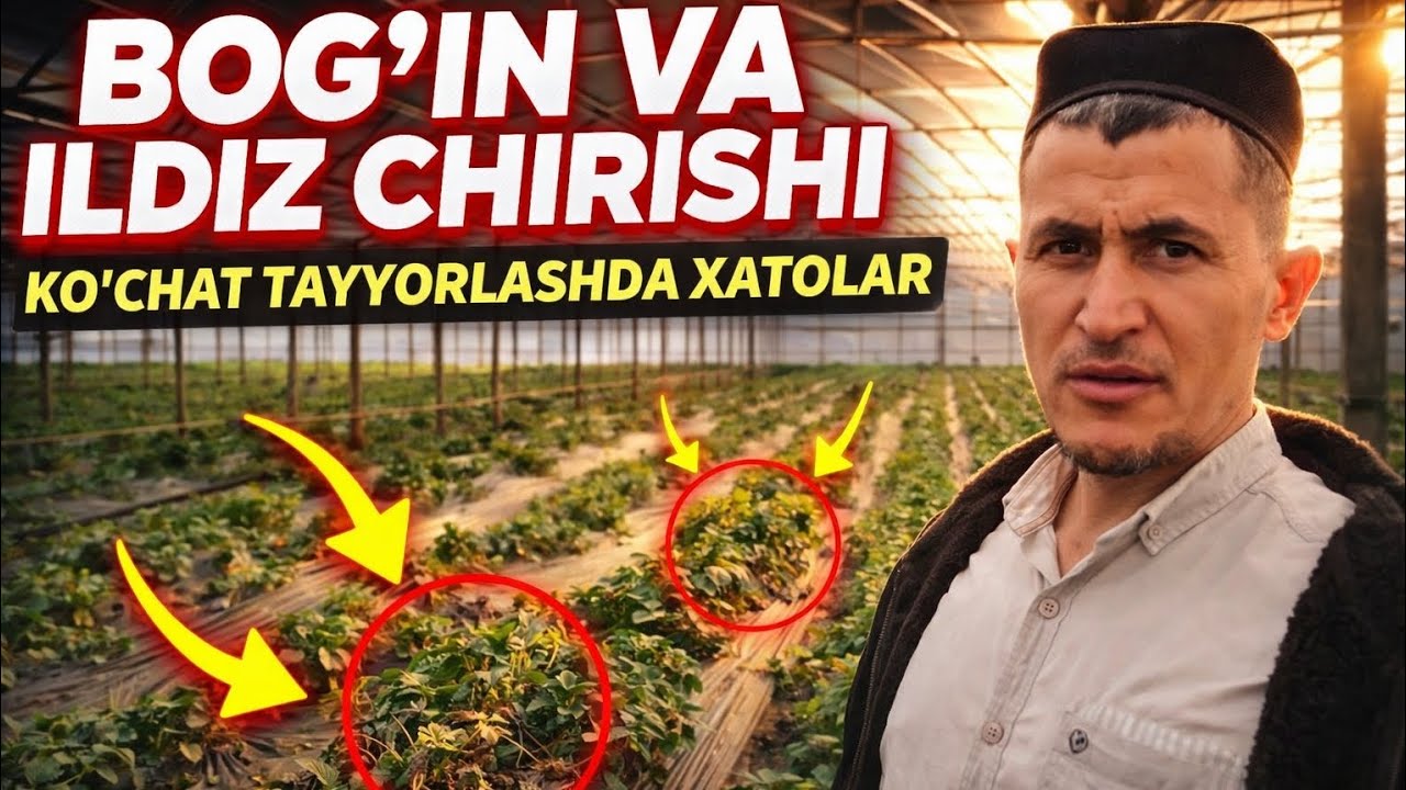1.2 gektar issiqxona. Ko'chat tayyorlashda nimalarga e'tibor berish kerak #agro #alba #agrobiznes 