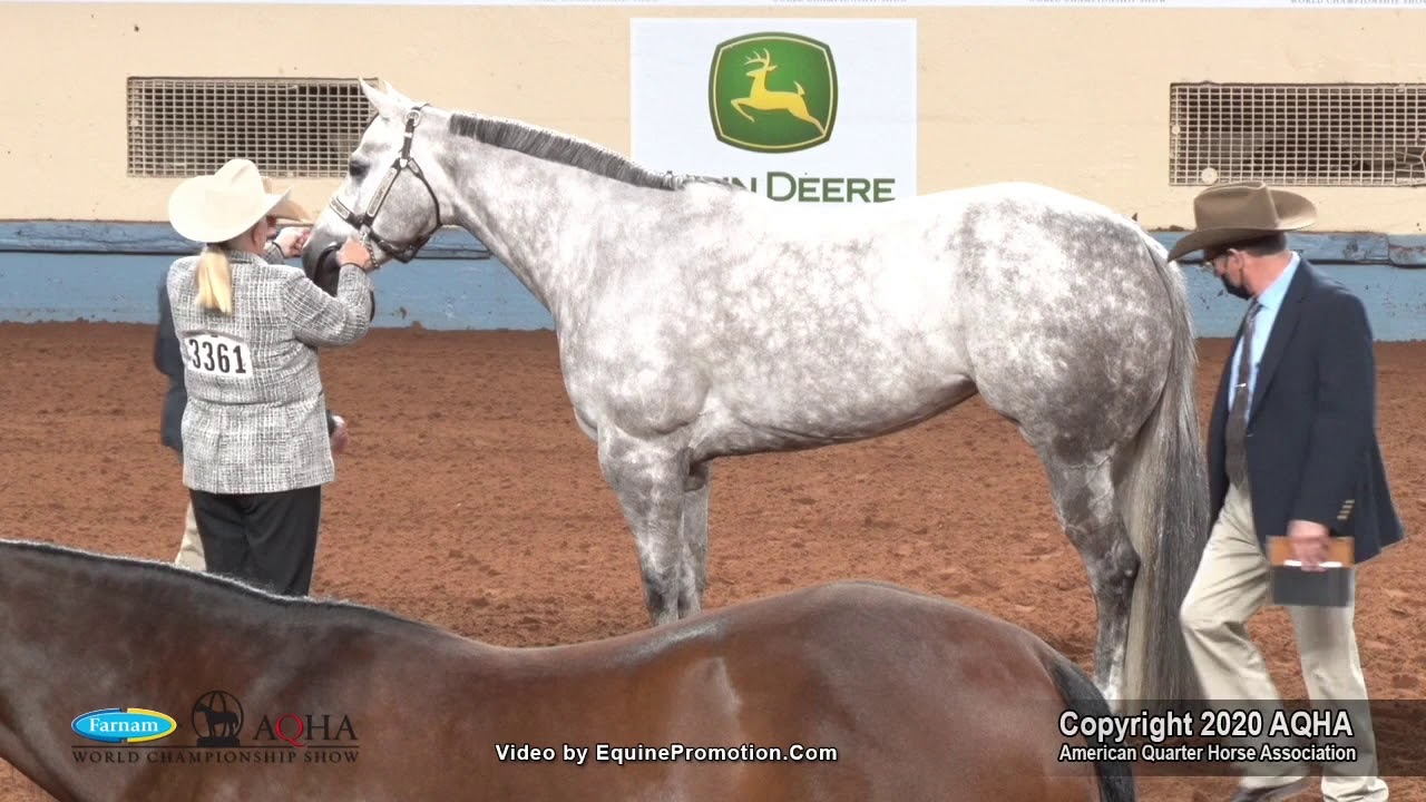 2020 AQHA Select Performance Halter Mares