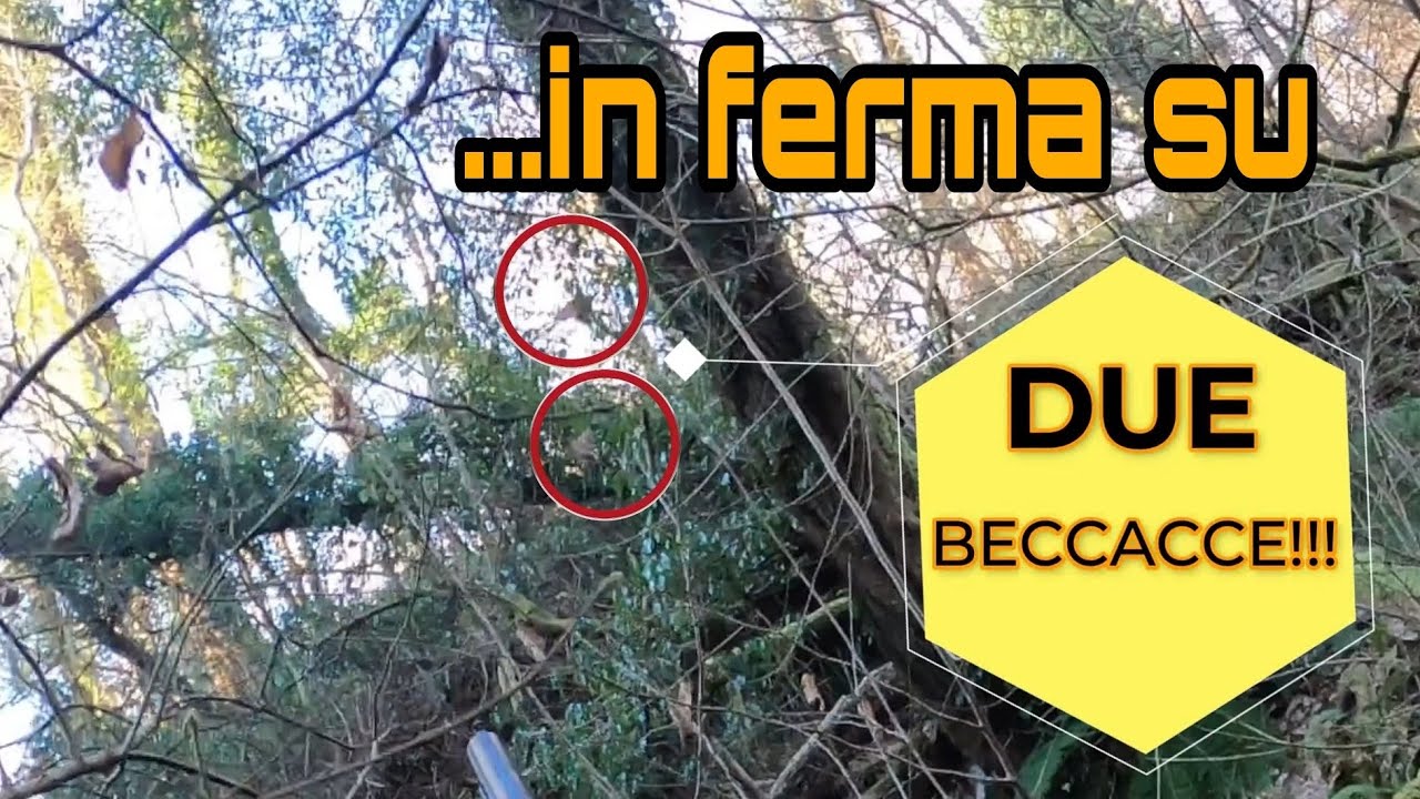 Caccia alla beccaccia : Le beccacce siamesi! Con Assunta la Setter e Benito il Breton - GoPro VS 4k