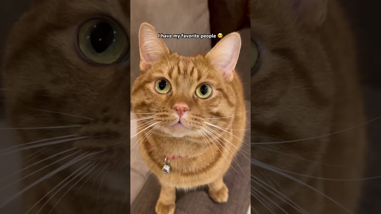 Его любимое место 🥹 #вирусноевидео #кот #шорты #fypシ #трендовыешорты #тренды
