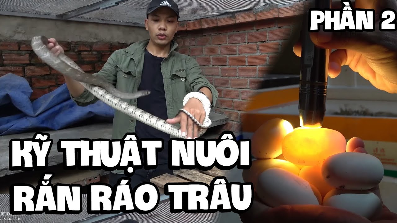Kỹ Thuật Nuôi Rắn Ráo Trâu phần 2 | Snake Farm Part 2