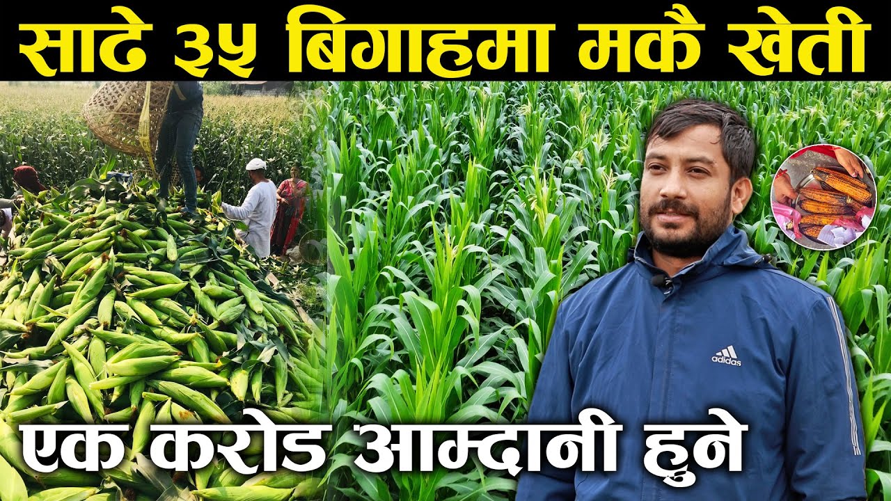 साढे ३५ बिगाहमा मकै खेती,एक करोड आम्दानी हुने - Corn farming on 35.5 Bighas of land.