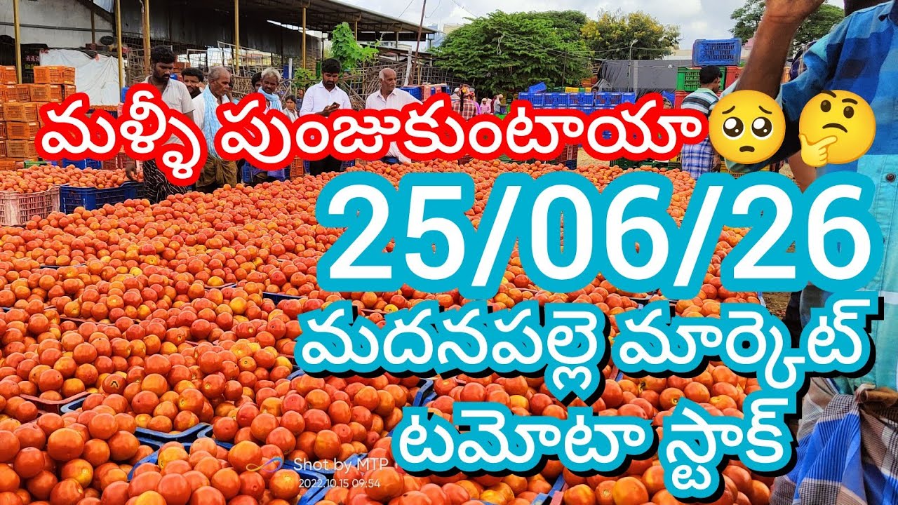 06/26/25 Madanapalle Tomato Market Price Today || Today&rsquo;s Tomato Market Rate in Madanapalle #today