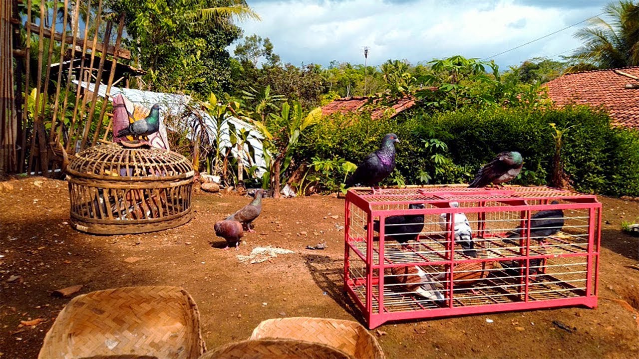 SUPAYA BURUNG MERPATI CEPAT GIRING KEKET #MERPATIKU