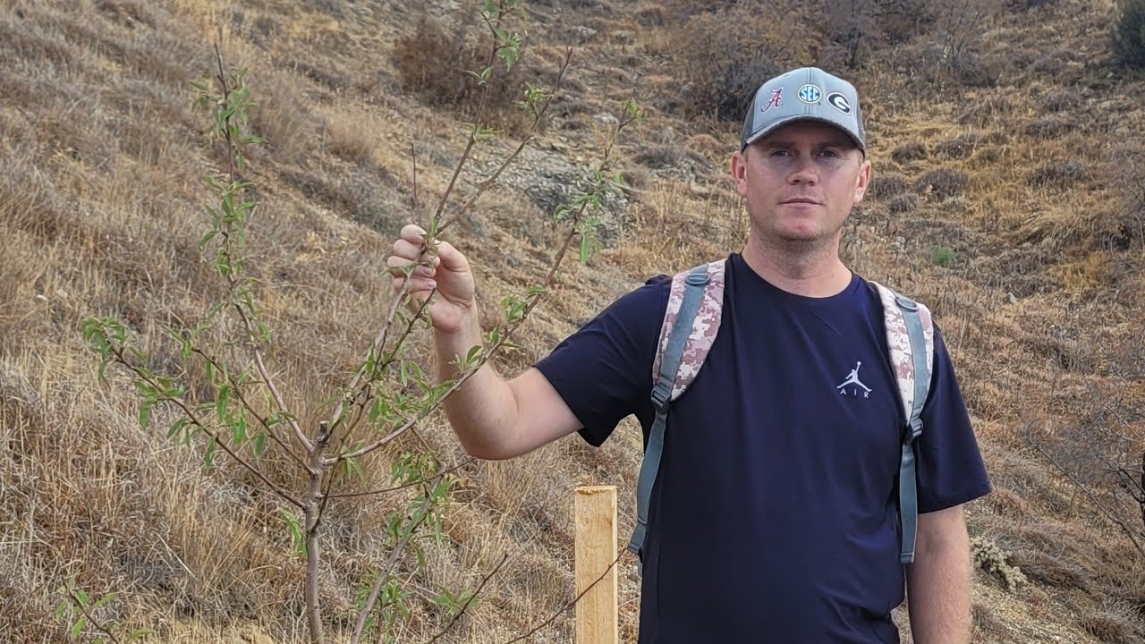 Результат посадок,саженцев 2-х леток:Миндаль,Грецкий Орех,Респ.Крым,пас.Балаклава 👍💪🌳