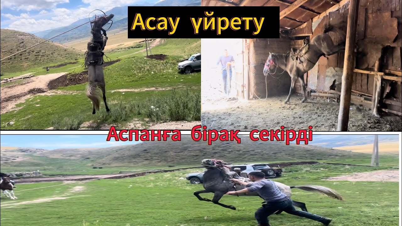 АСАУ ҮЙРЕТУ / АСПАНҒА СЕКІРІП ҚҰЛАДЫ / КӨК АЙҒЫРДЫҢ БАЛАСЫ КӨКТҰЙҒЫН / #асауүйрету  #асау #апититкз