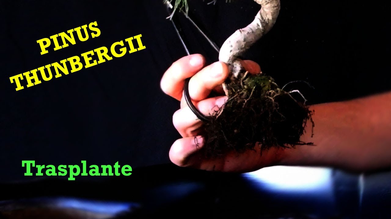 Trasplante de un Pequeño Pino Negro Japones