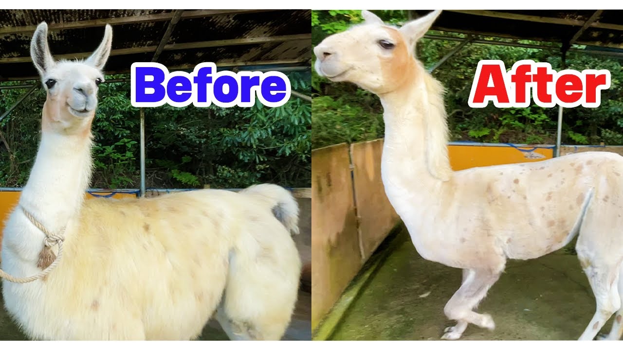新人飼育員、人生初のラマの毛刈りに挑戦！Llama shearing
