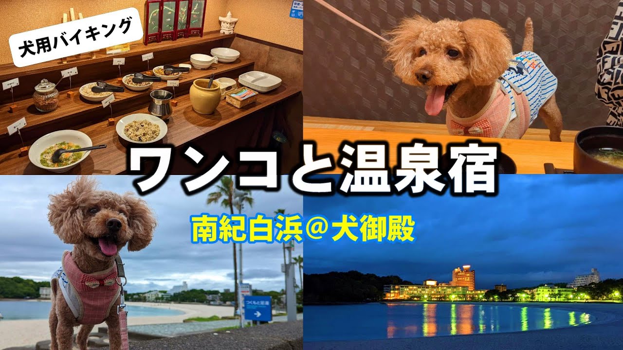 【わんこと温泉宿】南紀白浜 犬御殿／初めての温泉旅行がいい思い出になりました。犬専用バイキング料理。【トイプードル】