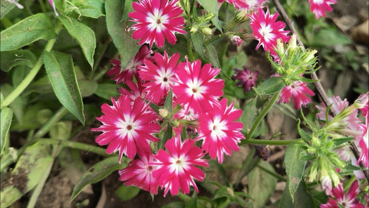 Winter flowers plant collection/Beautiful plants 