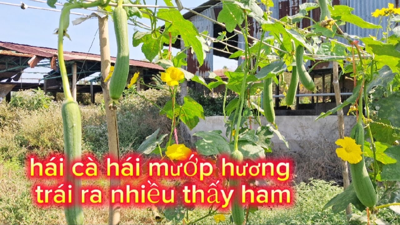 Tập 89, hái cà hái mướp hương trái ra nhiều thấy ham