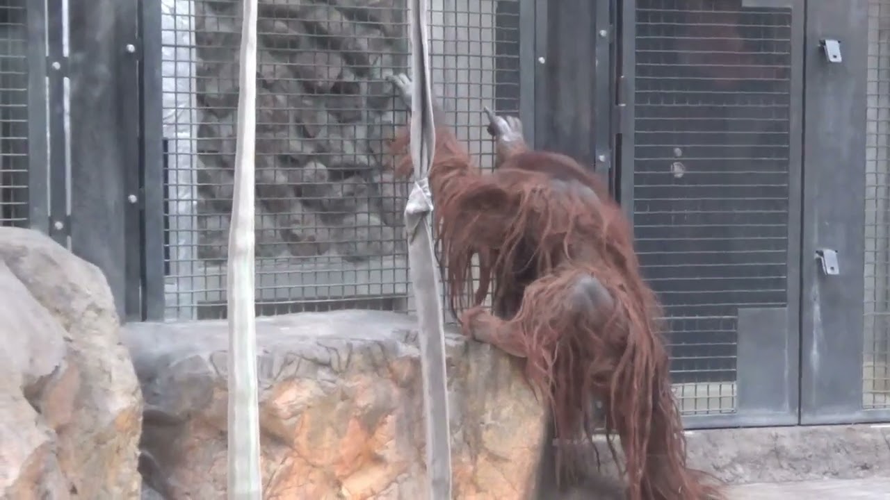 ボルネオオランウータンのキュー　ゆっくりした時間が流れる癒しの空間　多摩動物公園　🎥2026.3.9