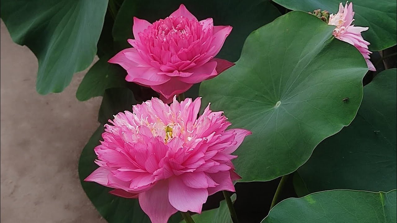 Lotus care for February month// Lotus tuber ko kese nikalen