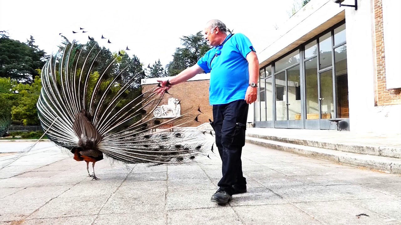 PAVO REAL _ ATAQUE