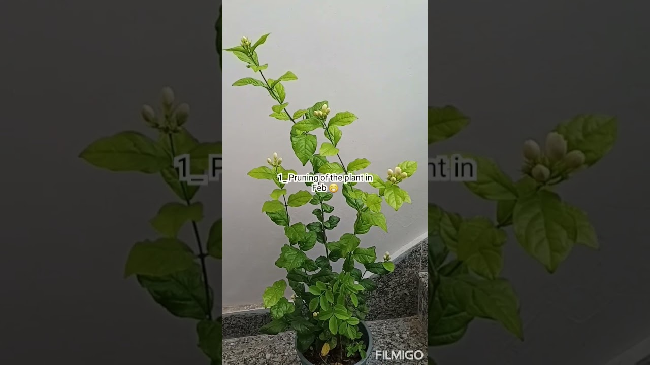 5 tips to take care of Jasmine plant 😍😃