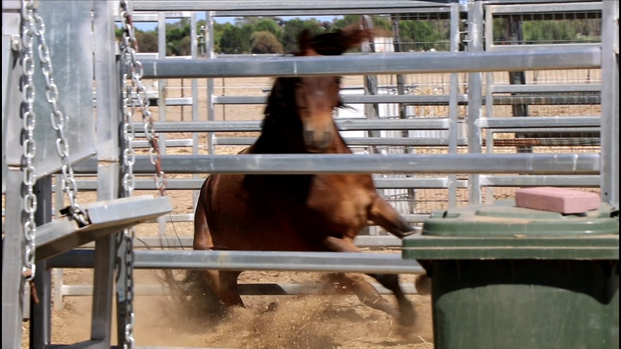Wild Unhandled Stallion: From untamed to beautifully trained