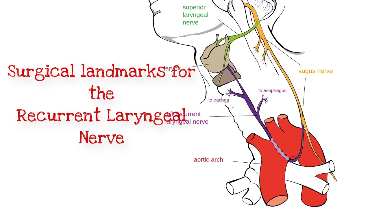 Surgical Landmarks for Recurrent Laryngeal Nerve |  Surgical Anatomy
