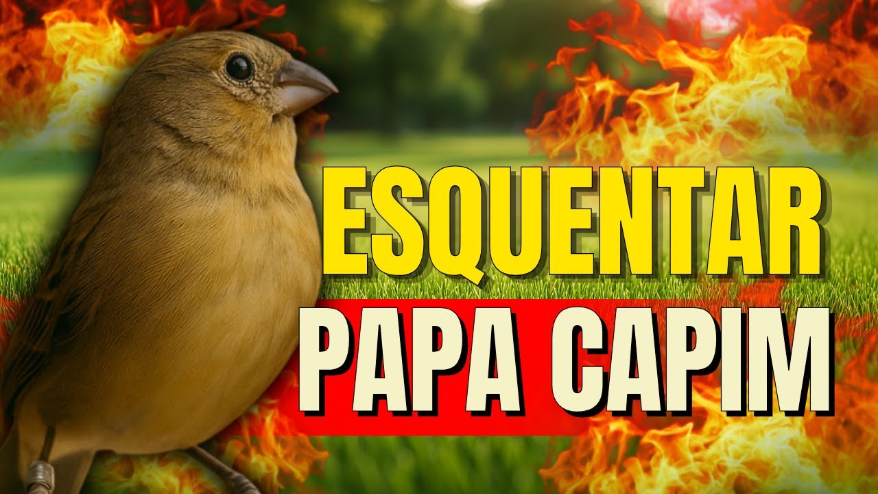 Fêmea de Papa capim Chamando Muito para Esquentar papacapim !
