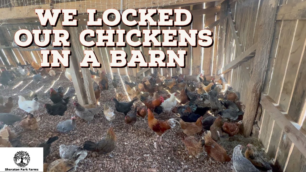 Adding Chickens To Our RAKEN Barn - Rabbits and Chickens Together Part II