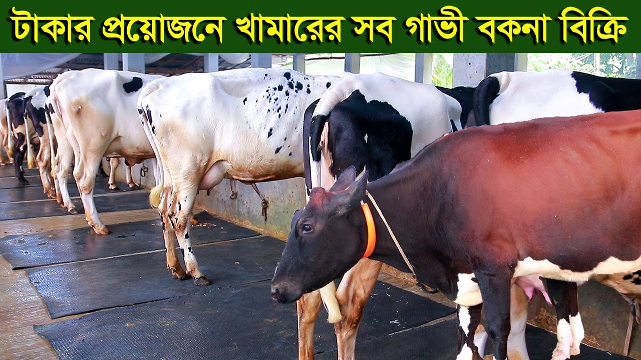 টাকার প্রয়োজনে খামারের সব গাভী বকনা ছেড়ে দিবেন dairy farm