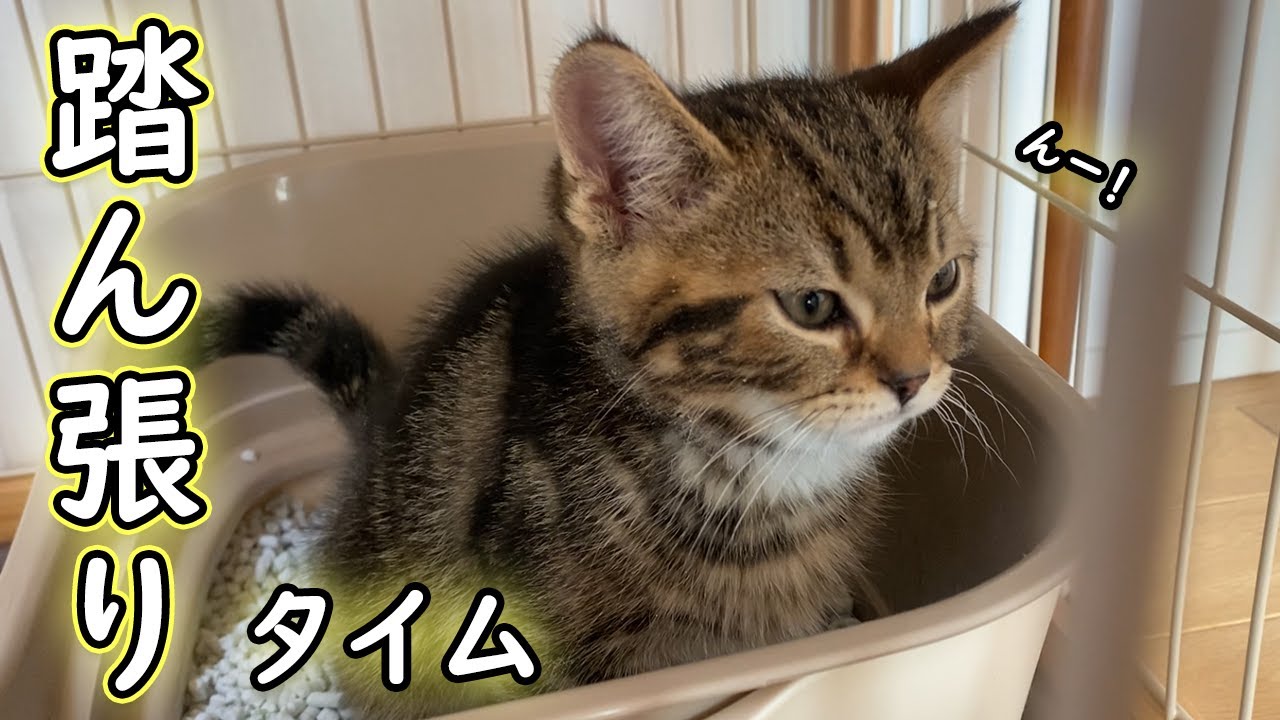 おトイレで踏ん張る子猫が可愛すぎた💕